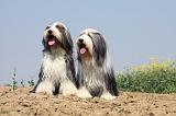 BEARDED COLLIE 173